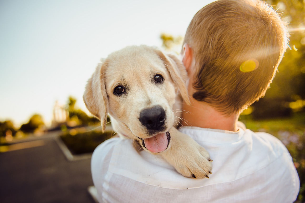 犬と猫の やせたほうがいい病気 と 太ったほうがいい病気 療法食チャンネル