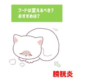 猫の膀胱炎】フードは変えるべき？おすすめのフードはどれ？ - 療法食 