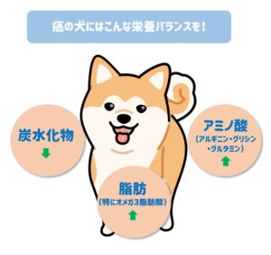 犬の癌に使えるドッグフード おすすめ3選 ペット栄養士が徹底比較 ペットのモノシリ